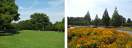 府営公園久宝寺緑地